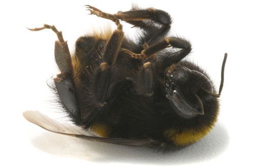 BUMBLEBEEISDEAD_zps24986c82.jpg