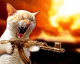 cat-firing-machine-gun.gif