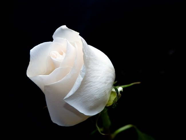 single rose Pictures, Images and Photos