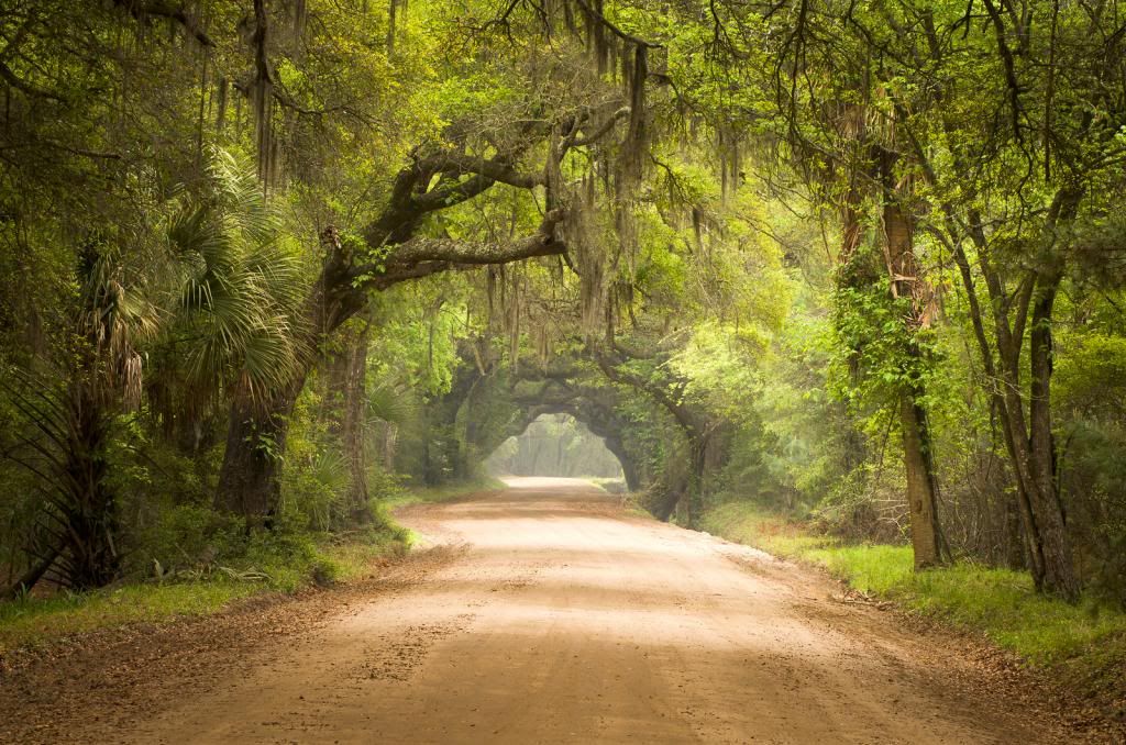charleston_sc_dirt_road_forest_botany_ba