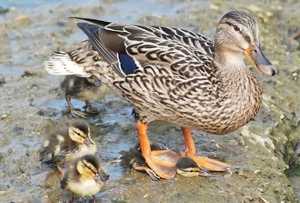 Top 10: los patos más bonitos :3 Top 10: los patos más bonitos :3