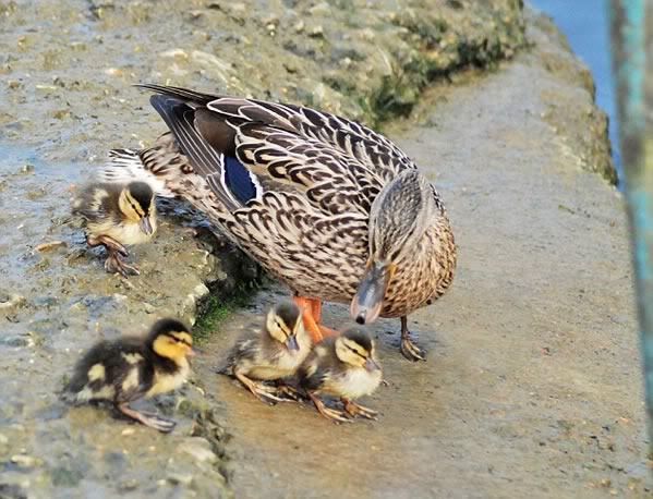 patos patos
