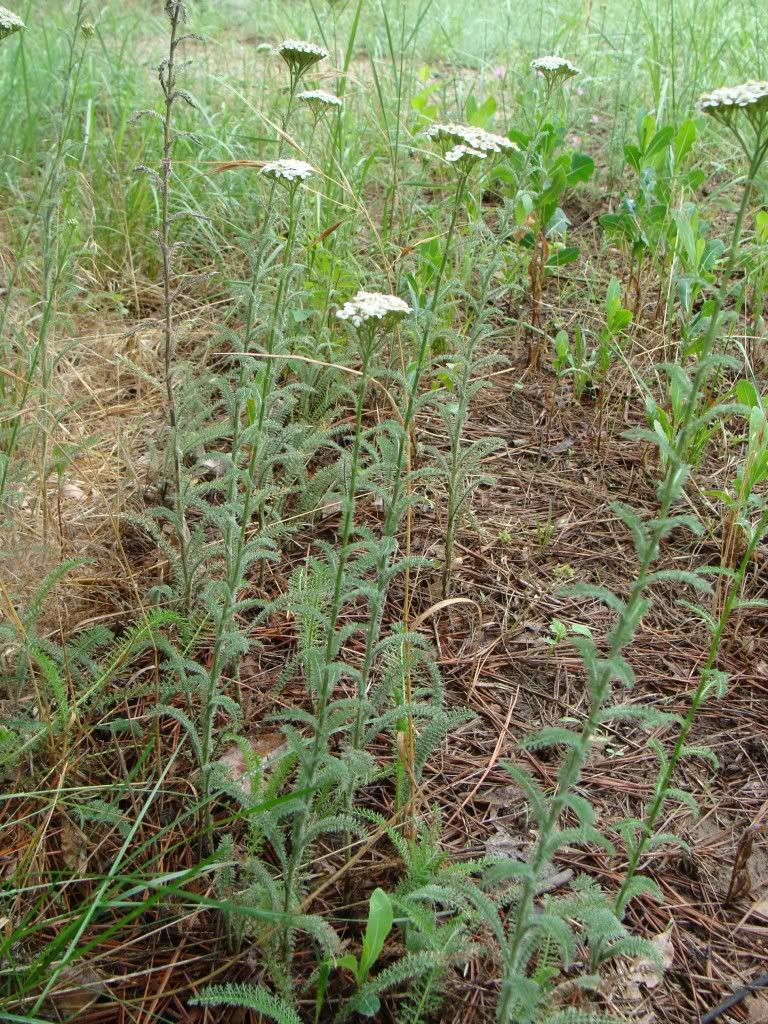 yarrow.jpg