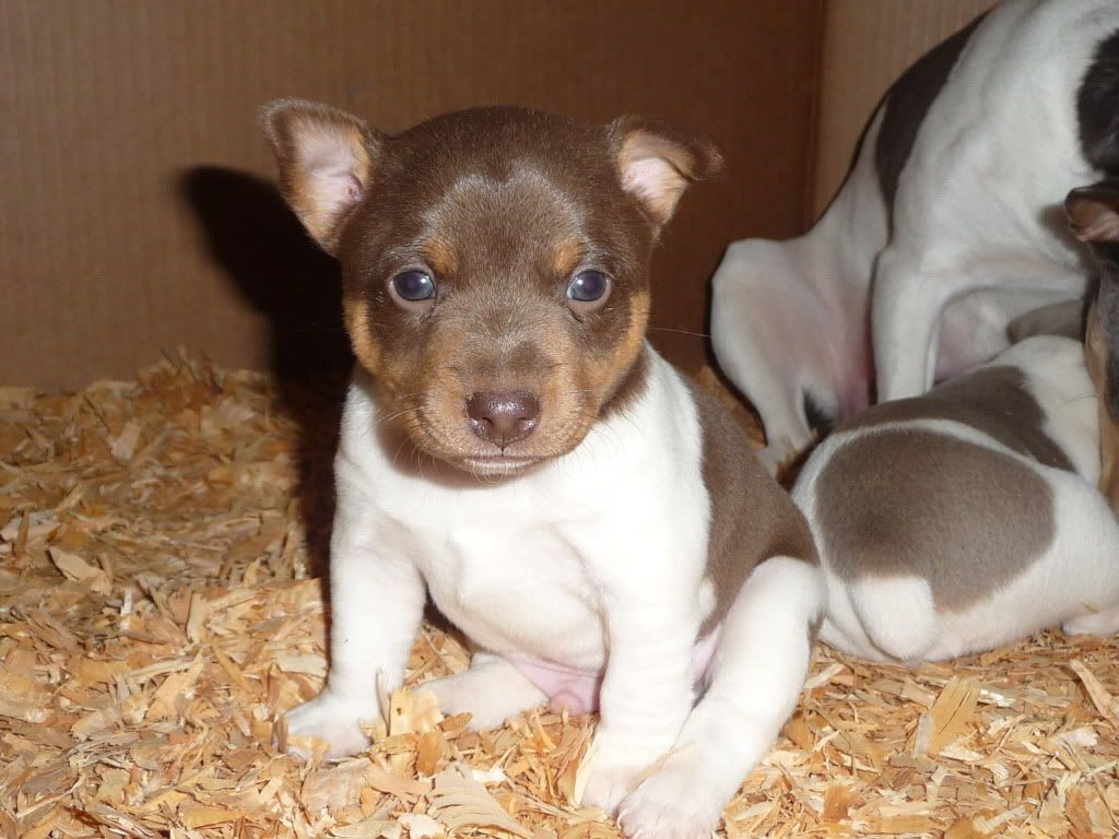 IMAGE(http://i785.photobucket.com/albums/yy134/rodeoratdogs/006-10.jpg)
