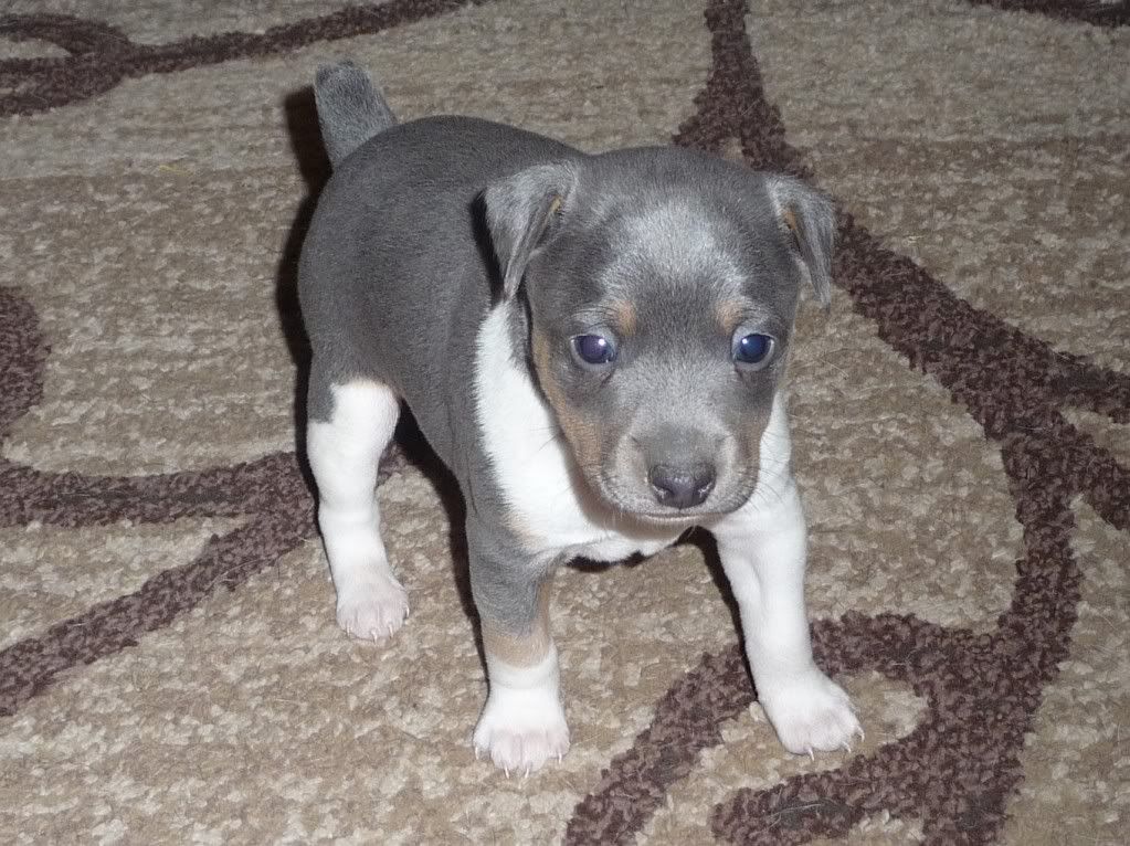 IMAGE(http://i785.photobucket.com/albums/yy134/rodeoratdogs/015-10.jpg)