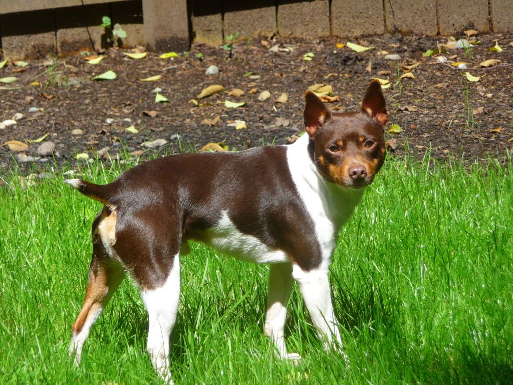 IMAGE(http://i785.photobucket.com/albums/yy134/rodeoratdogs/015-7.jpg)