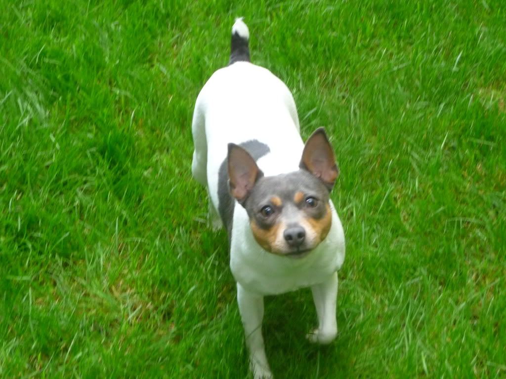 IMAGE(http://i785.photobucket.com/albums/yy134/rodeoratdogs/017-2.jpg)