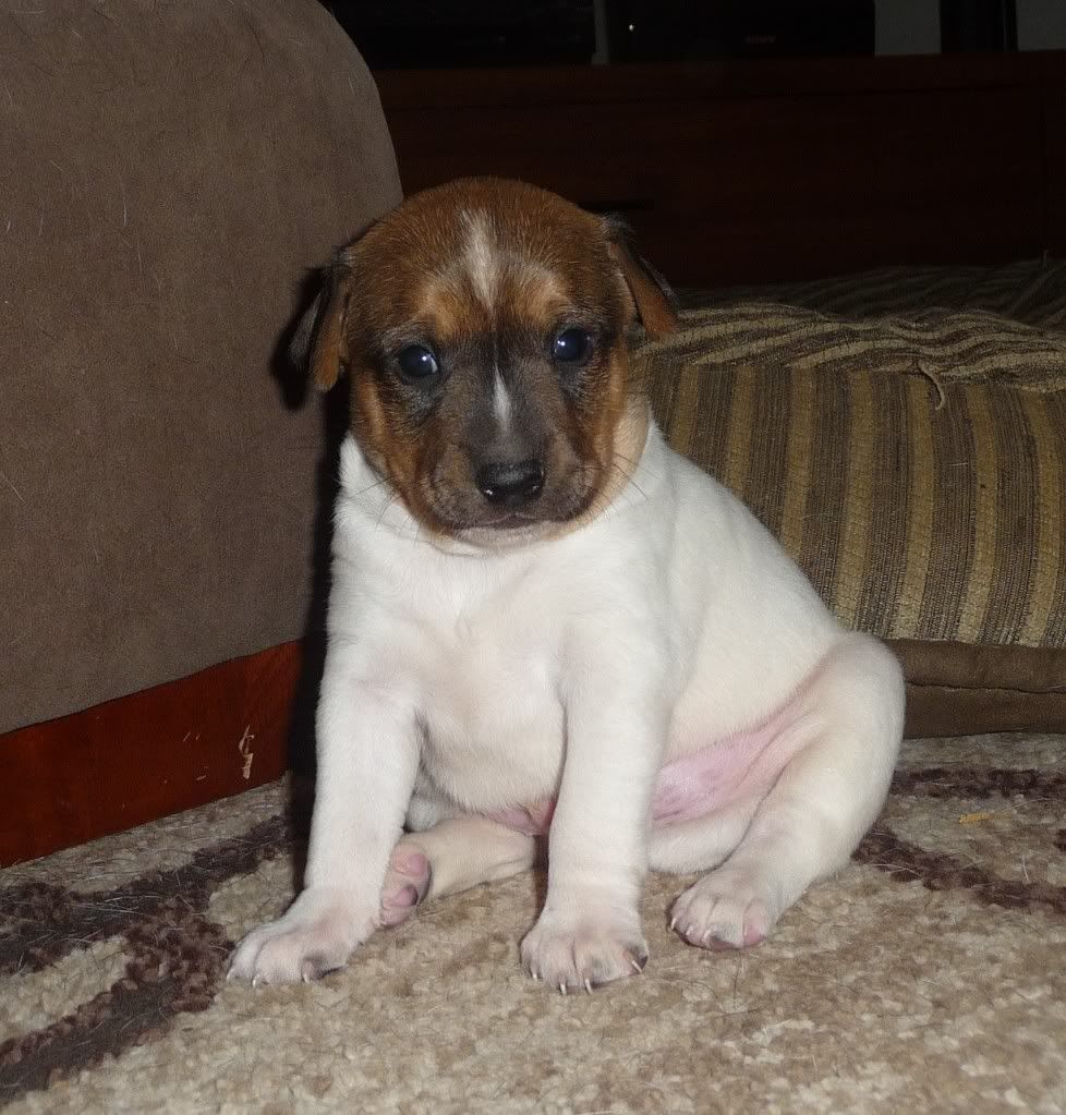 IMAGE(http://i785.photobucket.com/albums/yy134/rodeoratdogs/036-2.jpg)