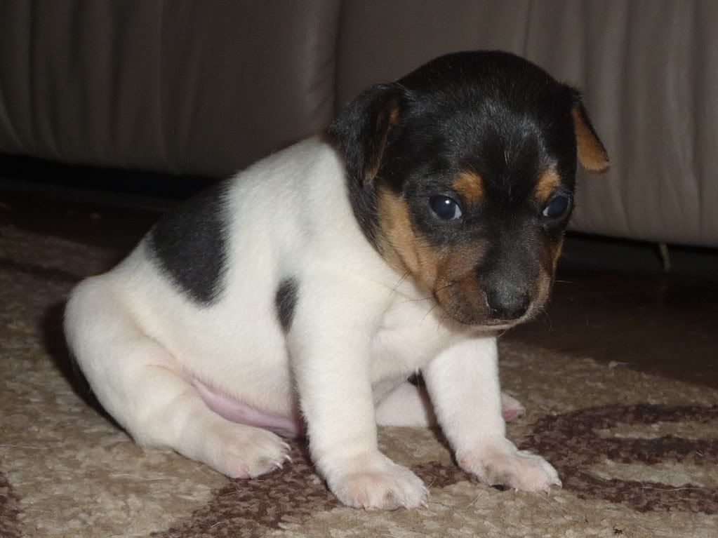 IMAGE(http://i785.photobucket.com/albums/yy134/rodeoratdogs/059.jpg)