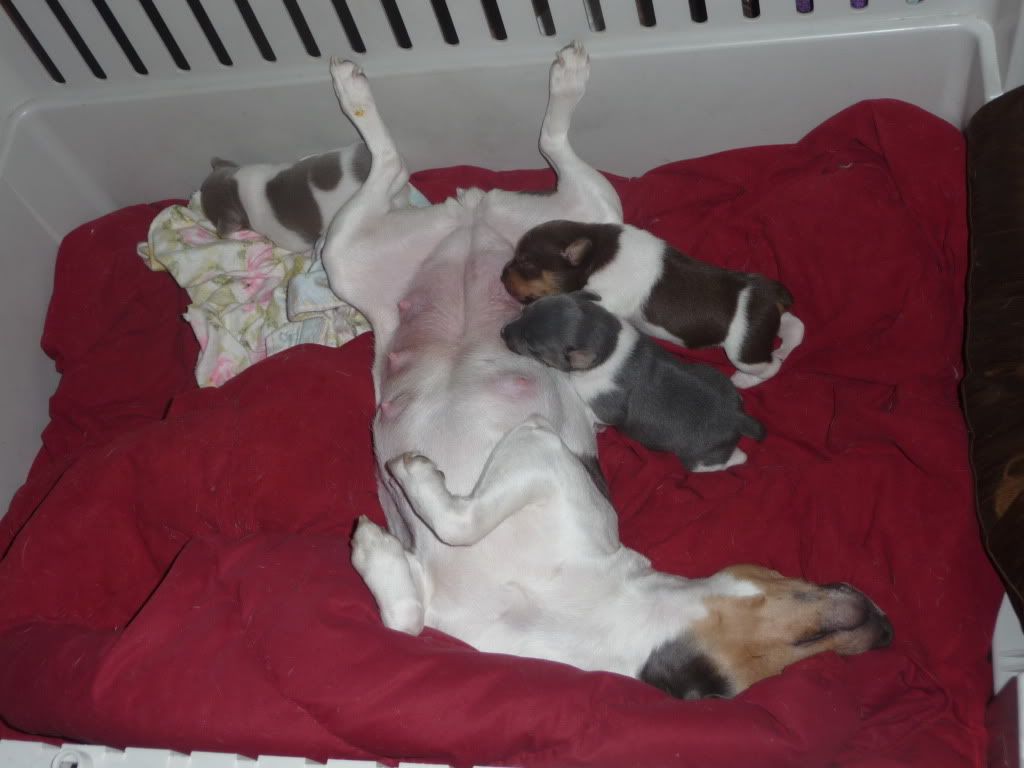 IMAGE(http://i785.photobucket.com/albums/yy134/rodeoratdogs/dogs/003.jpg)