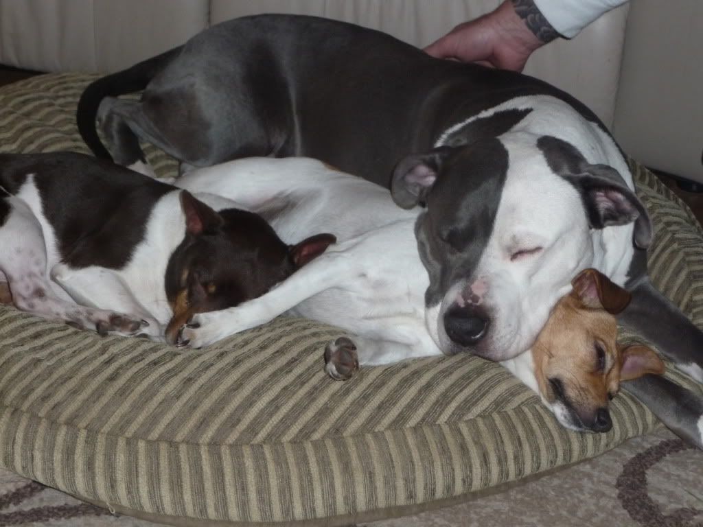 IMAGE(http://i785.photobucket.com/albums/yy134/rodeoratdogs/dogs/005.jpg)