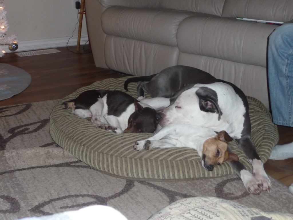 IMAGE(http://i785.photobucket.com/albums/yy134/rodeoratdogs/dogs/009.jpg)
