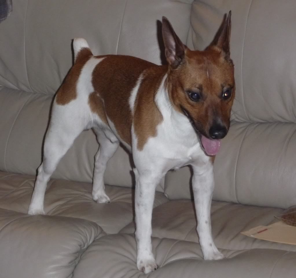 IMAGE(http://i785.photobucket.com/albums/yy134/rodeoratdogs/dogs/028.jpg)