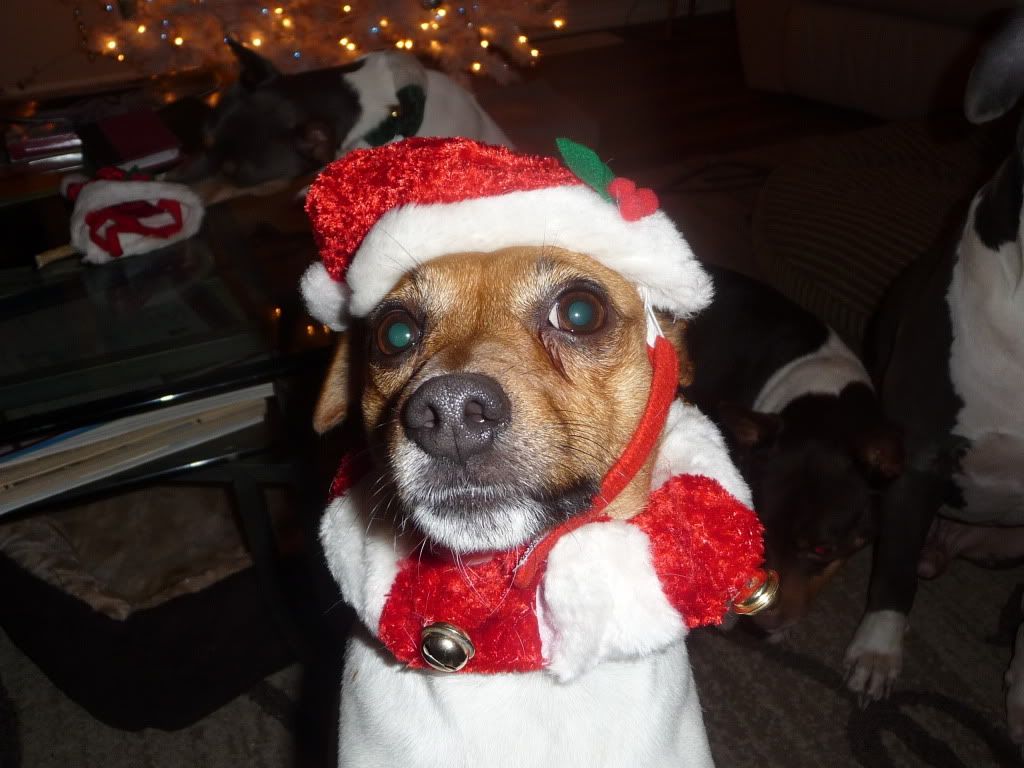 IMAGE(http://i785.photobucket.com/albums/yy134/rodeoratdogs/dogs/038.jpg)
