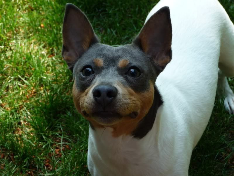 IMAGE(http://i785.photobucket.com/albums/yy134/rodeoratdogs/dogs/tequila.jpg)