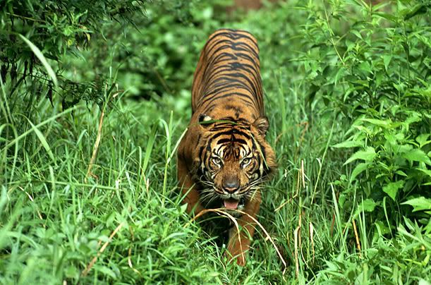 Foto Harimau Sumatra