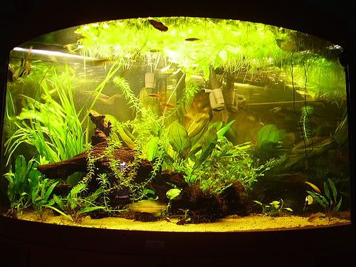 aquarium full spectrum