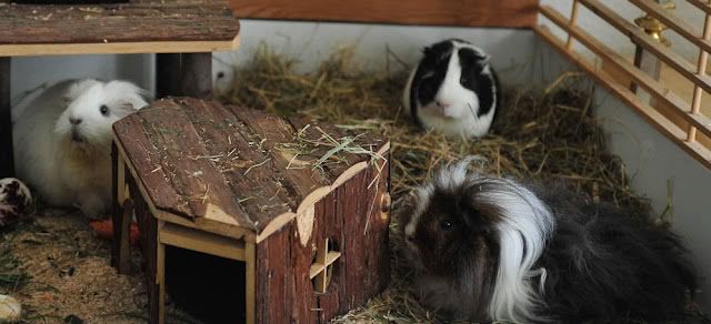 Bild