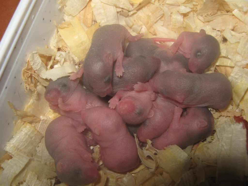 Baby Syrian Hamster Size Difference... Reptile Forums