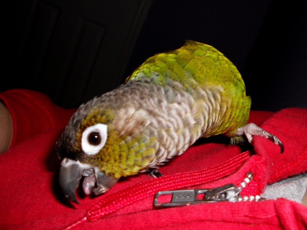 What color is your birds tongue? | Avian Avenue Parrot Forum