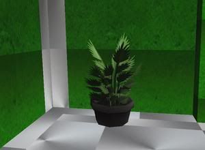 emerald plant