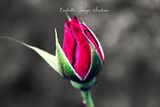 rose bud photo: Budding Beauty 5b011262-c51e-4507-93a5-3c1ec7b2f3e5.jpg