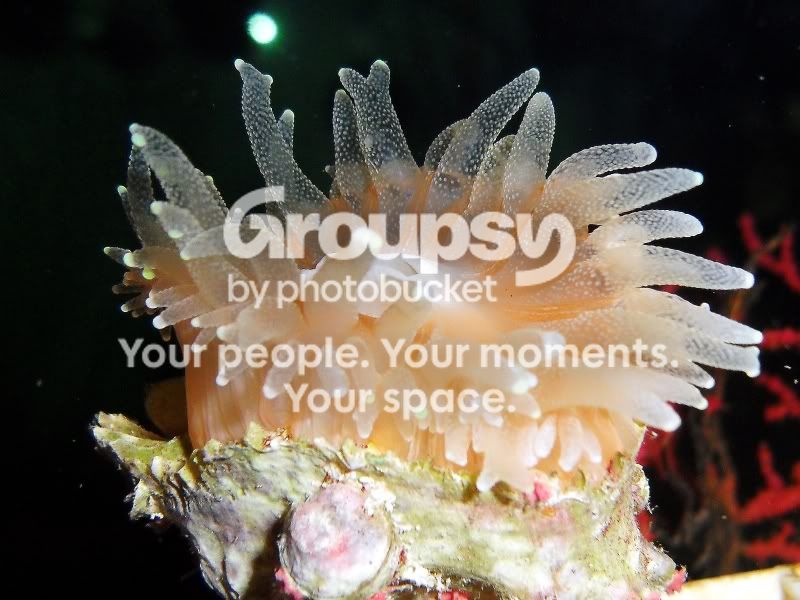[TodoMarino.com] Rhizotrochus